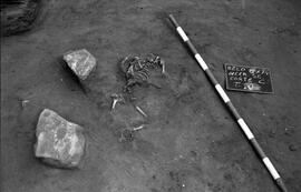 Nécropole SE/Corte C/T.10.